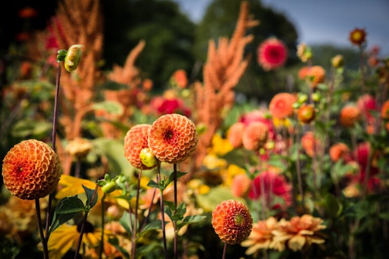 In Full Bloom: Your Flower Garden Haven