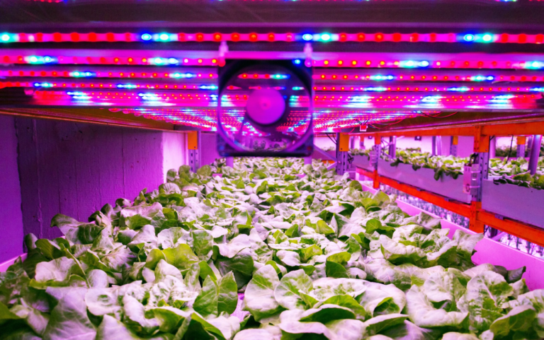 The Best Indoor Grow Lights for Plants